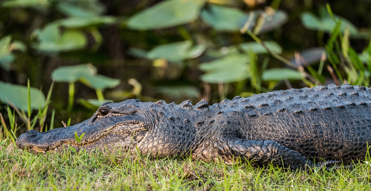 The Ultimate Guide to Canoeing in the Everglades